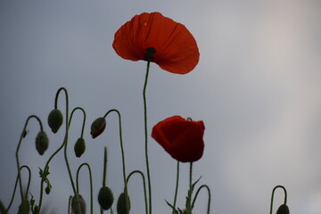red poppy in the field