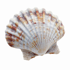 Fototapeta premium Single Scallop Shell Close-up, Ocean Seashell