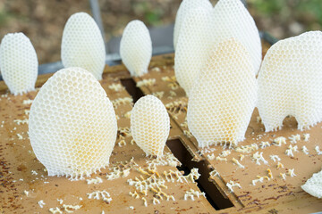 Beekeeping, wax,honey, honeycomb, honey comb