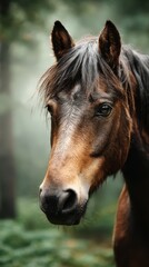 Brown horse with flowing mane stands in misty forest, showcasing its beauty and grace amidst serene surroundings