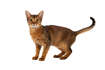 Side profile of an alert Abyssinian cat standing with tail up, isolated on a white background, ideal for pet care branding, veterinary infographics, cat breed identification, and feline-themed designs