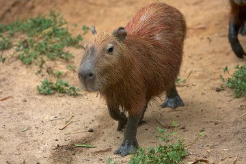 a candid ronsoco(capibara), the gentle giant of the Amazon, roaming freely through the lush Peruvian jungle. A peaceful presence in one of the world’s richest ecosystems