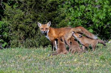 A Red Fox vixen nursing her kits.