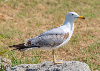 White and grey seagull