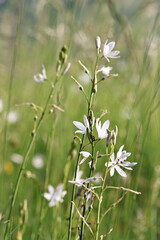 Fototapeta premium Anthericum liliago flower in its natural habitat, bathed in warm evening light. 