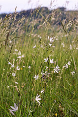 Obraz premium Anthericum liliago flower in its natural habitat, bathed in warm evening light. 