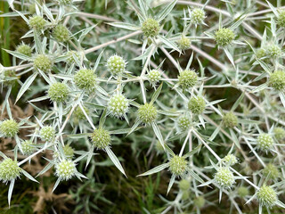 Close-up of a Sea Holly Plant with Spiky, Silver-Edged Foliage