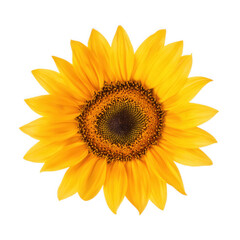 A vibrant sunflower, isolated on transparent background, displays its golden petals and dark brown center