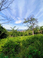 Sunny Sky with Distant Trees
