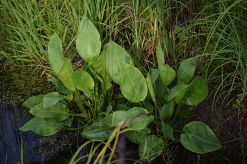 green leaves on the river in the forest, background