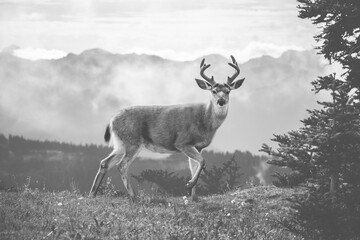 Male deer with antlers in front of mountain