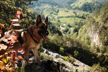 German Shepherd dog standing on a rock with scenic view of Tara National Park in spring time. Travel and hiking with pet concept.