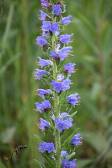 beautiful flowers in the garden