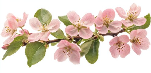 Delicate pink apple blossoms with green leaves on a branch.