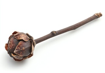 Dried flower on a stem, showcasing unique textures and details.