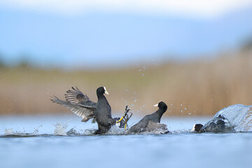 Common coots fighting in BeleÃ±a lagoon, Spain