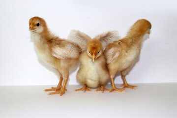Sex Linked baby Chickens