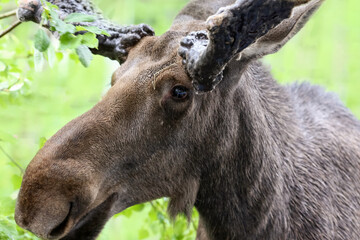 Moose portrait