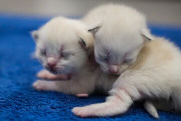 Two newborn 1 week old ragdoll kittens sleeping with eyes closed on the blanket, domestic cat