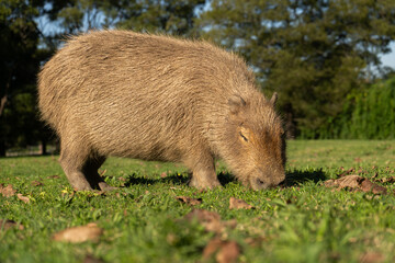 Capybara grazing in sunny park with green grass and trees
