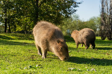 Capybaras grazing on lush green grass, park, sunny day, nature background