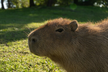 Fototapeta premium Capybara grazing in sunny grassy field with nature background