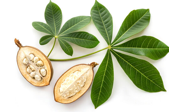 Baobab fruit, seeds, and green leaves isolated on white with clipping path