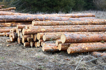 Piles logs of pine trees stacked in logging area in spring forest. Deforestation and forest...
