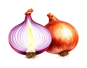 Watercolor illustration of onion vegetable. Food clipart illustration.
