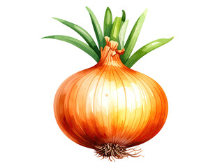 Watercolor illustration of onion vegetable. Food clipart illustration.
