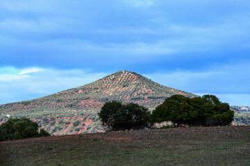 Symmetrical hill covered with olive groves under a clear blue sky in Jaen, Spain.