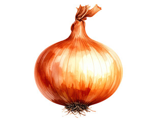 Watercolor illustration of onion vegetable. Food clipart illustration.