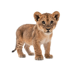 Obraz premium Adorable Lion Cub Posing Against a Transparent Background