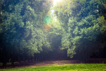 Orangenplantage im Hinterland von sunshine Coast , Queensland, Australien