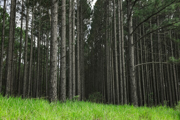 Wald aus Kiefern im Hinterland von sunshine Coast, australien