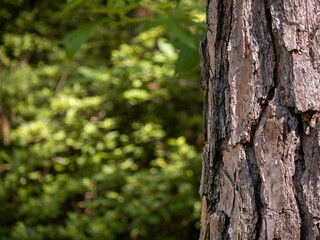  pine tree bark background