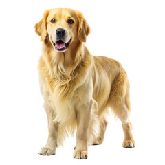 golden retriever isolated on white
