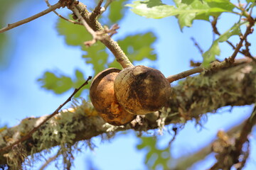 ripe walnuts on the tree.