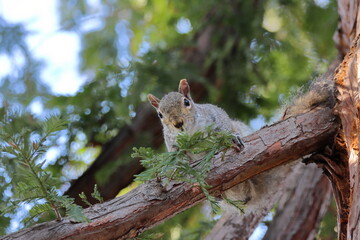 Squirrel sitting on a branch of a tree in the park.
