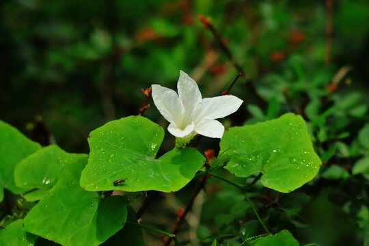 White Ivy gourd flowers in a nature park located in Trinidad and Tobago dated May 17 2025.