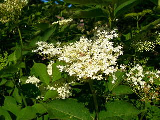 Holunderblüten im Juni am Strauch