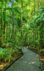 Pfad im Nuderim Rein Forest im Hinterland von Sunshine Coast, Australien
