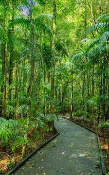 Fototapeta Pfad im Nuderim Rein Forest im Hinterland von Sunshine Coast, Australien