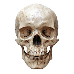 Obraz premium Human skull isolated on transparent background showcasing detailed bone structure, cutout PNG