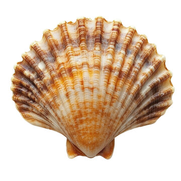 Beautifully detailed scallop shell in vibrant orange and white colors, isolated on a transparent background, cutout PNG