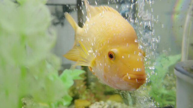 Curious fish looks at air compressor in large aquarium