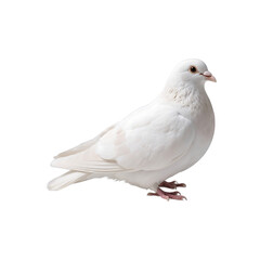 Naklejka premium Pristine White Dove Against a Transparent Background