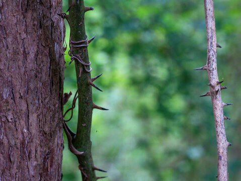 Cypress tree trunk with  a thorny vine and green leaves in the background
