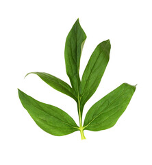 Closeup of green leaf of peony isolated on white or transparent background
