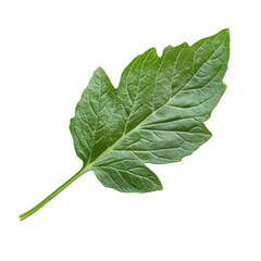Obraz premium Fresh green leaf with a smooth texture, showcasing natural foliage details on a transparent background, cutout PNG